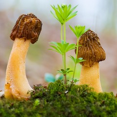 Перші гриби