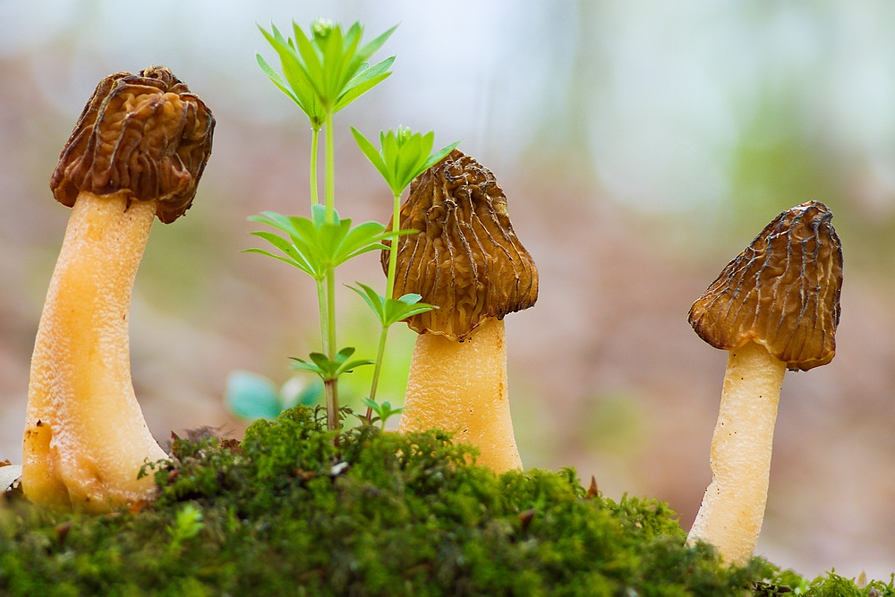 грибы новая песня. песни грибы копы. сибирская грибная поляна. лисичкин грибник. грибы новая песня.