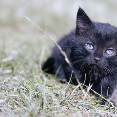 только черному коту и не...   (2)
