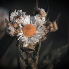 Любить-не любить ?