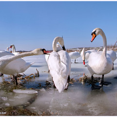 Весняні  ф/замальовки...