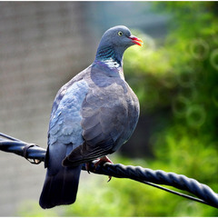 Припутень...