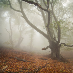 Туман в осеннем лесу