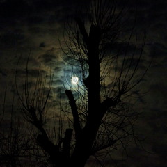 Лунная ночь.