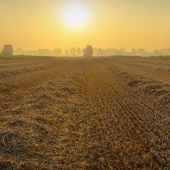 Morning field