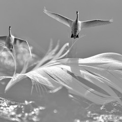Swan tenderness