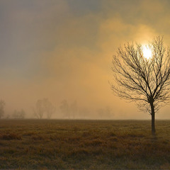 Пройдя сквозь облако тумана, повисло солнце на ветвях...