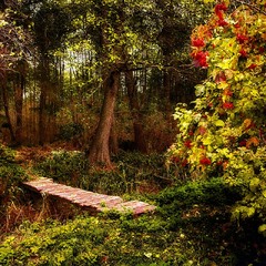 Калиновий місток