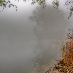 Autumn foggy morning