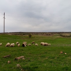 овцы