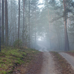 а в лісі тиша та туман