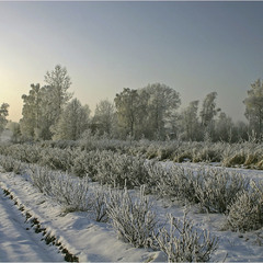 зима - 2006