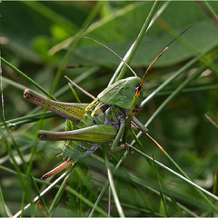 Коник зелений (Tettigonia viridissima)