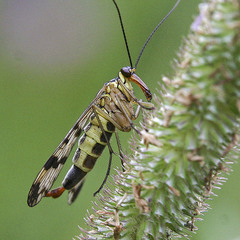 Скорпионница (Panorpa alpina)