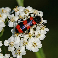 Пестряк пчелиный  (лат. Trichodes apiarius)