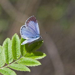 Голубянка весення - самка