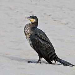 Баклан (Phalacrocorax)  на пляже