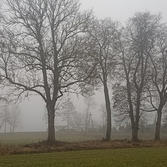 дерева в тумані