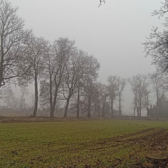 дерева в тумані -2