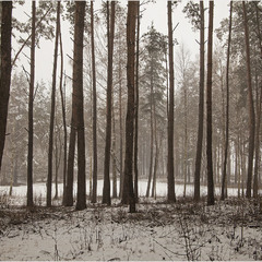 ліс взимку