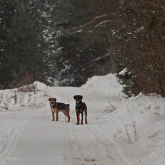 собакам сніг і мороз не заважають
