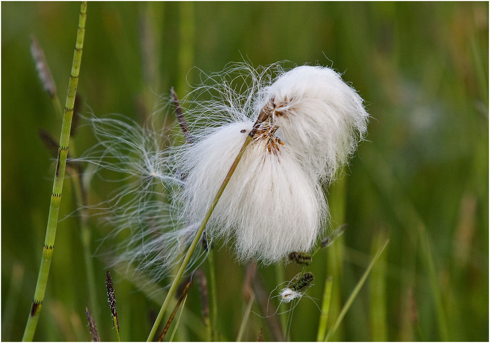 Пушица. Пушица узколистная. Пушица (Eriophorum). Осока пушица. Пушица узколистная (Eriophorum angustifolium).