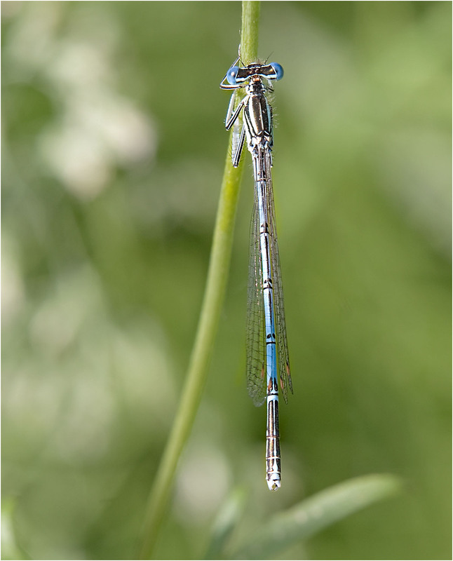 Лютка невеста (лат. Lestes Sponsa).