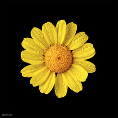 Желтый полевой цветок