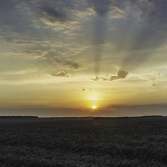 Вечірнє сонце над полями.