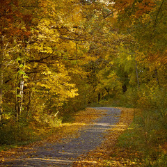 Дорога в осінь