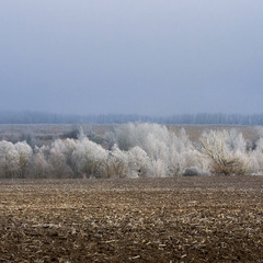 Поля сумського покордоння в зимовий час.