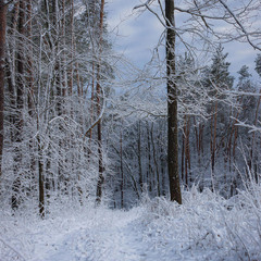 Ліси Сумщини.