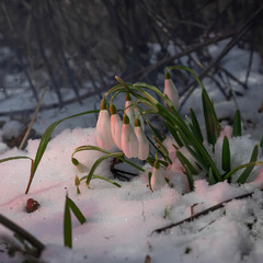 Приходила весна на Сумщину.