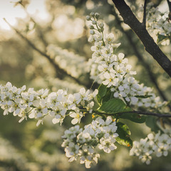Квітує весна.