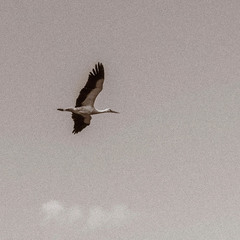 Лелека, бусел, боцюн, айст - у польоті.