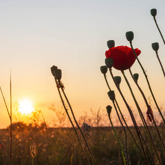 Літній вечір у луках.
