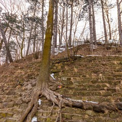 Деревянное дерево на каменной горке