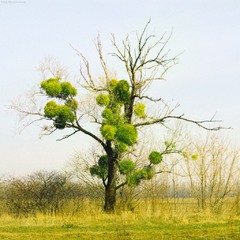 Дерево в Киеве