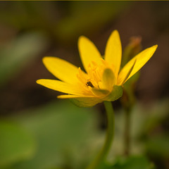 жовта квітка