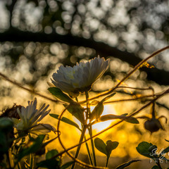 Ранкова квітка... / Morning flower...