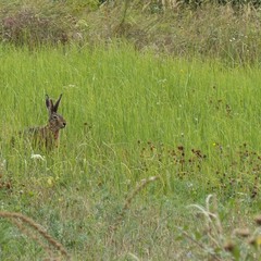 Август, заяц, трын-трава.