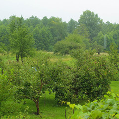 Яблочный сад во время дождя...
