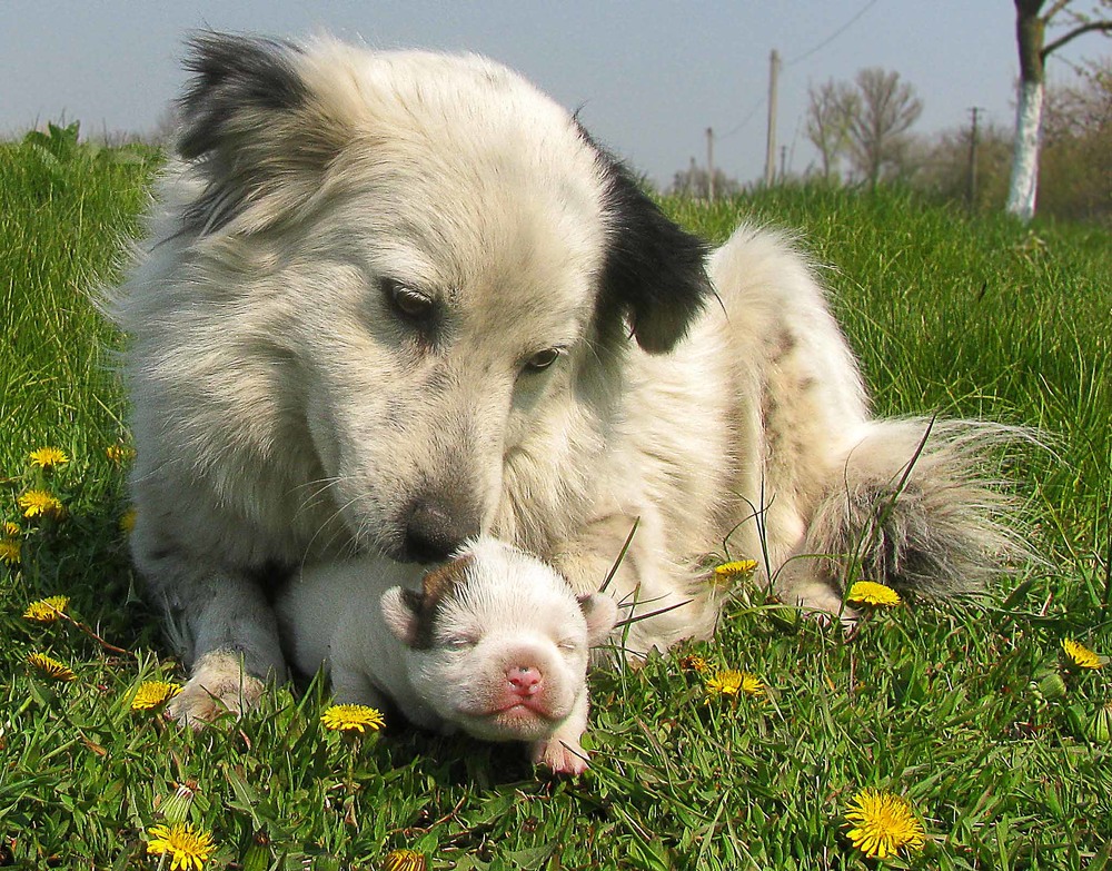 Заботиться щенок. Заботливая собака. Щенки с мамой. Собака заботится о щенках. Маленькие щенки с мамами.
