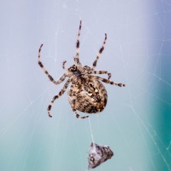 Павук та його жертва