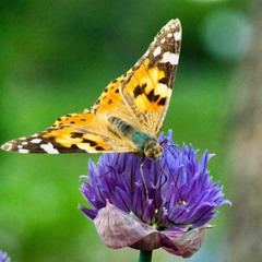 Метелик: Сонцевик будяковий