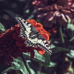Метелик на квітці