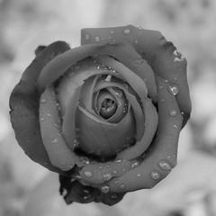 Троянда в крапельках дощу
