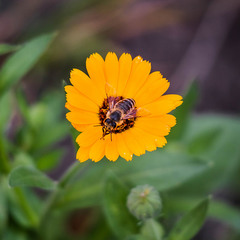 Бджілка на квітці