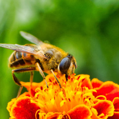 Бджоловидка звичайна