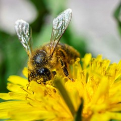 Бджілка збирає пилок